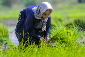 برنج‌کاران خوزستان، در انتظار تکرار یک مصیبت تابستانه؟