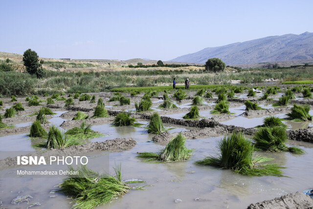 از لزوم مبارزه با مگس میوه تا شکستهشدن رکورد جوجهریزی در مازندران