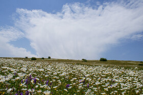 ایران زیباست؛ «دشت بابونه». با گذر از دریای خزر و گردنه پر پیچ و خم حیران در استان گیلان، در بدو ورود به استان اردبیل به جنگل فندقلو در شهرستان نمین میرسیم . این منطقه مملو از گلهای بابونه است که در بالای تونل بین دو استان گیلان و اردبیل قرار دارد، به همین دلیل به "دشت گلهای بابونه" شهرت یافته است.