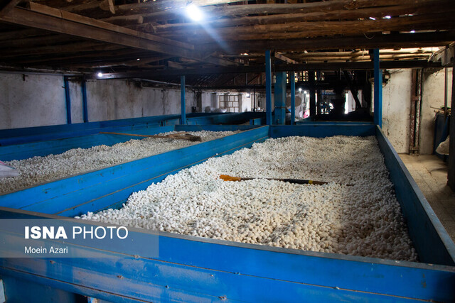 توزیع ۴۶ هزار جعبه تخم نوغان در کشور
