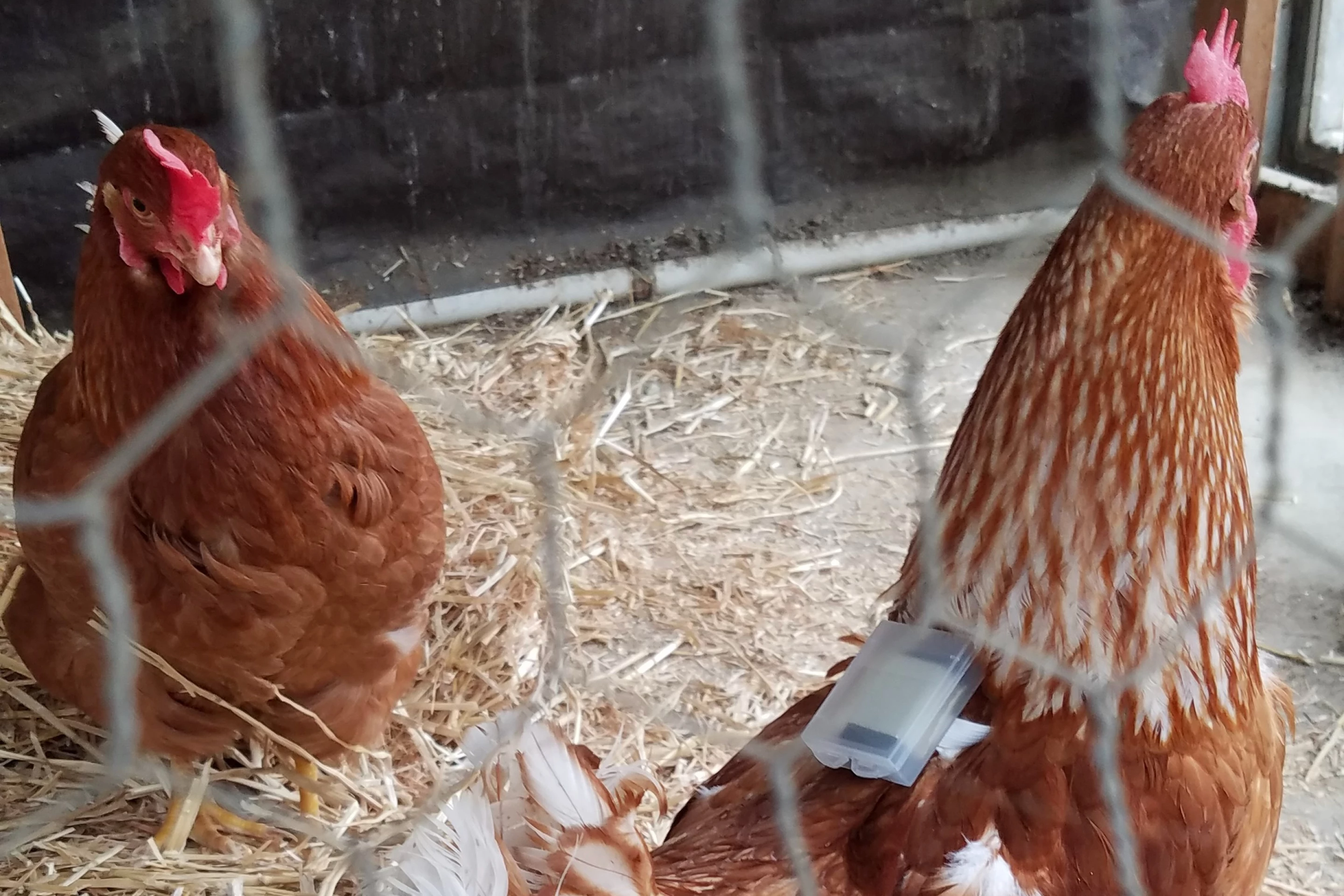 ردیابی سلامت مرغ‌ها با دستگاهی شبیه به "فیت‌بیت"