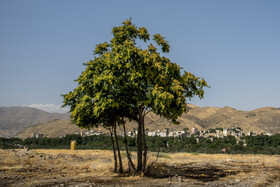 جدال شهر با طبیعت؛ جدا افتاده