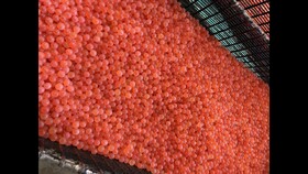 افزایش تولید تخم چشم‌زده ماهی در لرستان