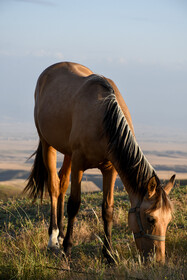 بسیاری از مردم ترکمن صحرا علاقه زیادی به اسب و نگهداری از آن دارند و تقربا هر دامداری یک یا چند راس اسب در گله دام های خود دارد.
