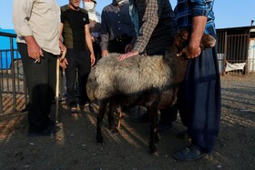 سایه کرونا در میدان دام همدان