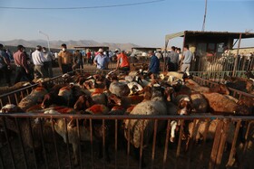 سایه کرونا در میدان دام همدان