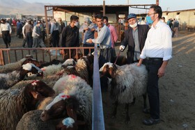 سایه کرونا در میدان دام همدان