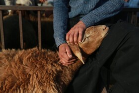 سایه کرونا در میدان دام همدان
