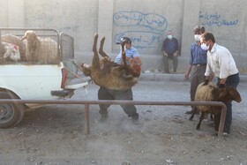 سایه کرونا در میدان دام همدان