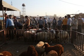 سایه کرونا در میدان دام همدان