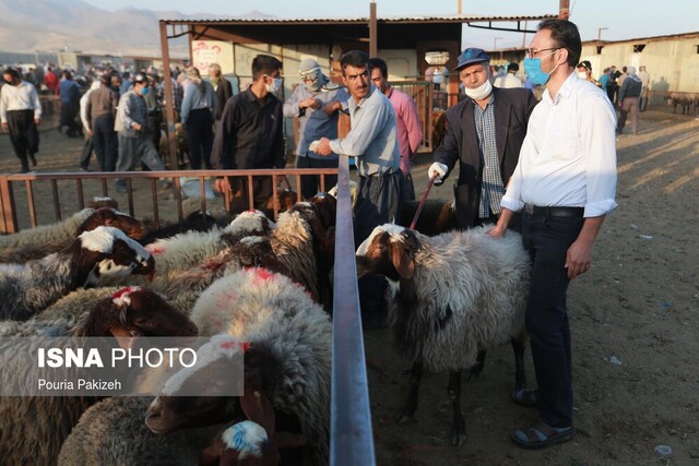  امسال کشتار دام خارج از کشتارگاه ها نداریم