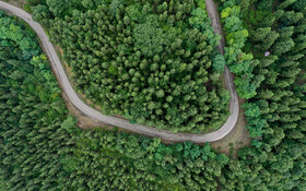 جنگلهای کاج در روستای آق مشهد ساری.