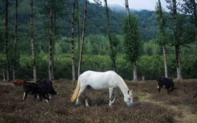 دامهایی که در گذشته در دل جنگل بودهاند، امروز در حاشیه روستا و در اطراف زمینهای کشاورزی مشغول به چرا هستند.