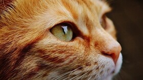 درمان یک بیماری گربه‌ها با کمک ژن درمانی