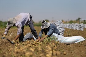 فصل برداشت «سیب زمینی» - همدان