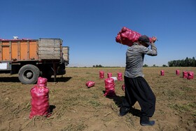 فصل برداشت «سیب زمینی» - همدان