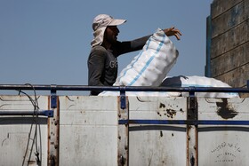 فصل برداشت «سیب زمینی» - همدان
