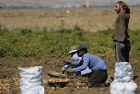 فصل برداشت «سیب زمینی» - همدان