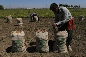 فصل برداشت «سیب زمینی» - همدان
