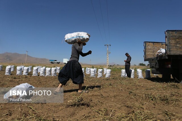 سرگردانی دومین تولید کننده سیب زمینی ایران 7