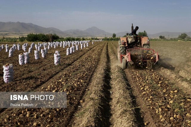 چوبی که سیب‌زمینی گلستان می‌خورد