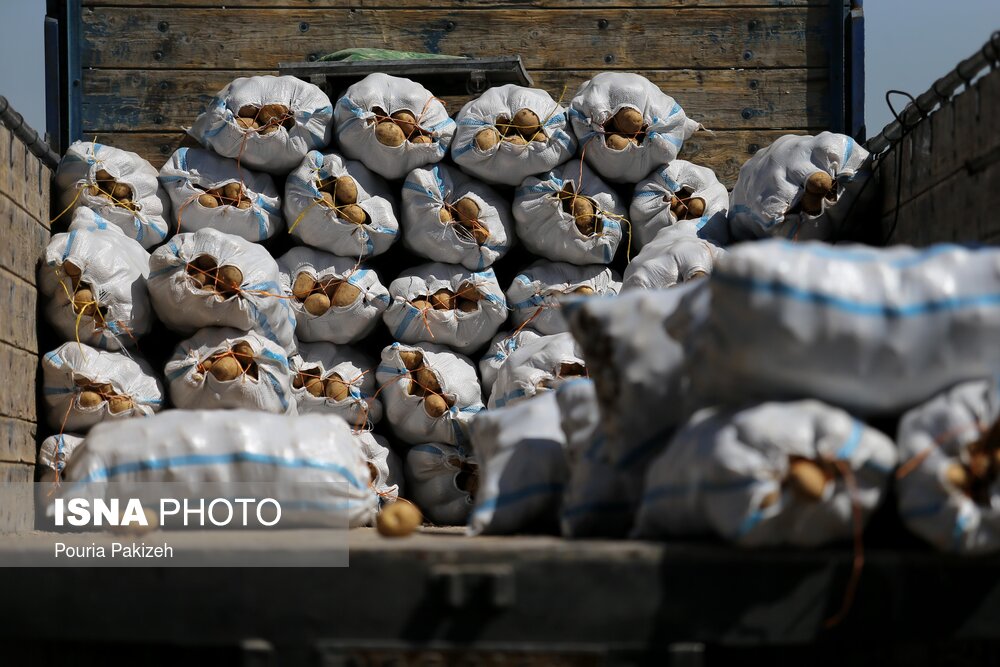 جریان صادرات سیب‌زمینی به ترکمنستان و برگشت ۵۰ تنی از ازبکستان