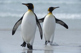 کشف کلونی‌های جدید پنگوئن‌های امپراطور در جنوبگان