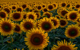 ایران زیباست؛ مزارع آفتابگردان گرگان. منطقه «گلیداغ».