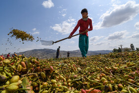 برداشت پسته وحشی در ارتفاعات شهرستان مراوه تپه استان گلستان.