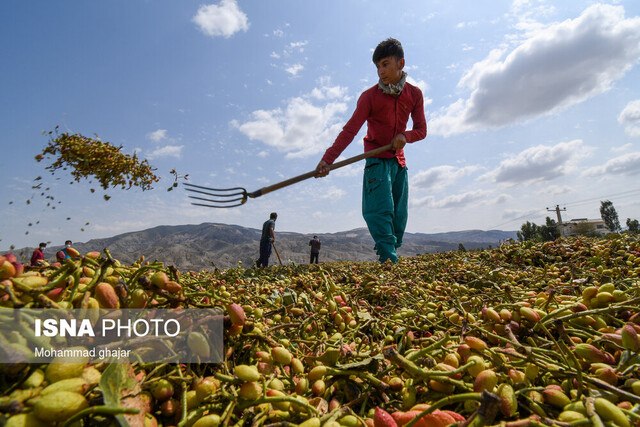 عکس از آرشیو برداشت سالیانه ۴۰۰ تن پسته از بزرگترین رویشگاه جنگل خاورمیانه