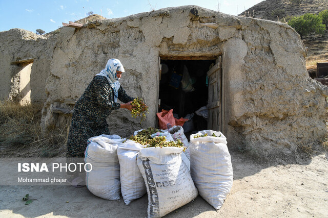  سرمایه صندوق حمایت از بخش کشاورزی استان سمنان افزایش  می یابد