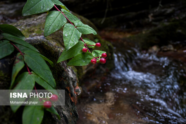 شصتکلا؛ نگین سبز گرگان در آغوش مه و افسانه