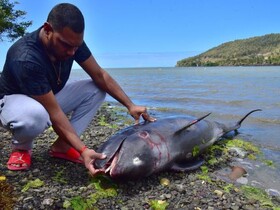 تلف شدن بیش از ۴۰ دلفین و وال درپی نشت نفت شناور ژاپنی