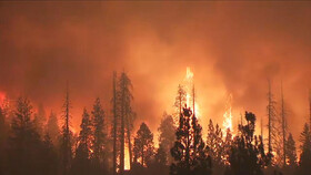 افزایش فوتیهای ناشی از آتش سوزیهای جنگلی در کالیفرنیا