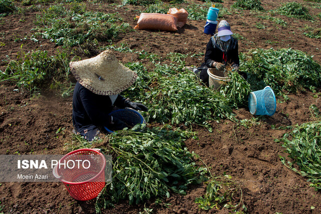 جمعیت روستاهای اصفهان ۱۲ درصد افزایش می‌یابد