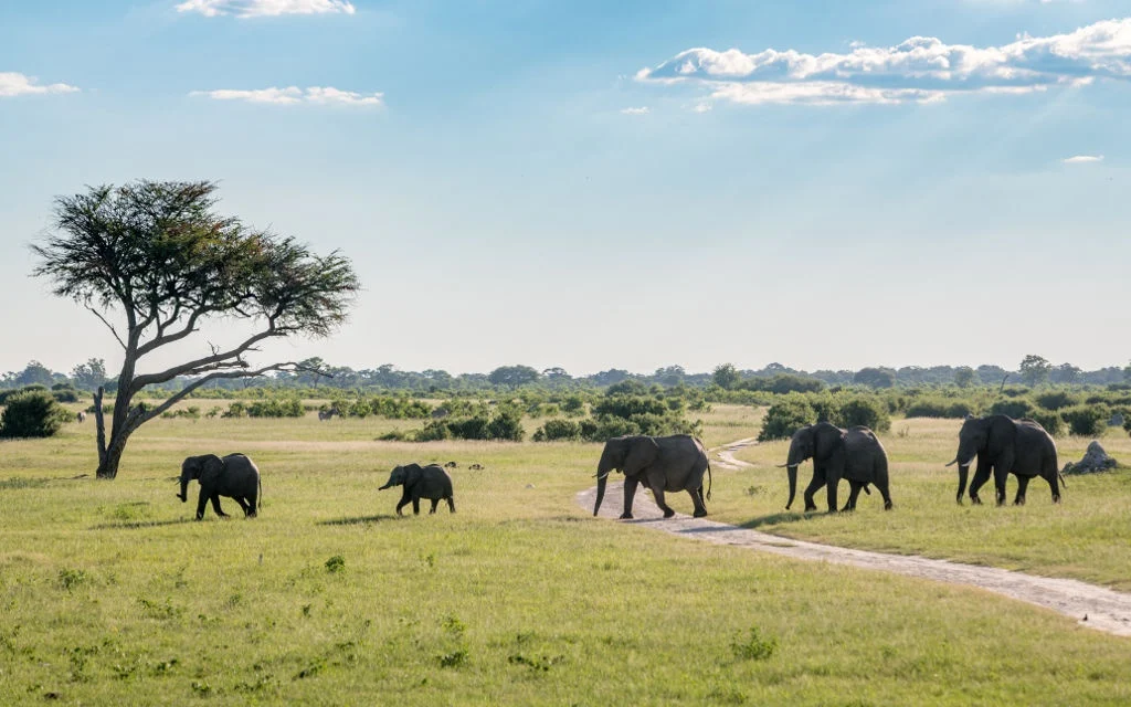 اعمال ممنوعیت استخراج معادن در پارک‌های ملی زیمبابوه