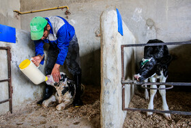 پرورش گاو -  خوراندن آغوز به گوساله تازه متولد شده ( اولین شیربعد از زایمان که بسیار برای حفظ سلامتی گوسالهها مهم است)
