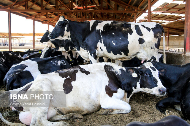 توقیف ۴۰ راس گاو قاچاق در ساری