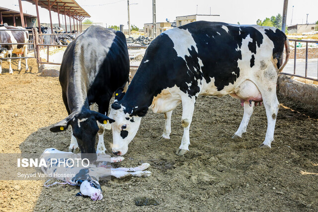 تولید جنین گاوی با کیفیت و ارزان‌تر از نمونه‌های وارداتی