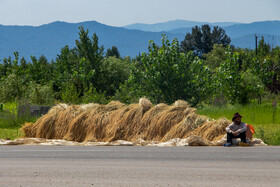 عده کمی از کشاورزان خوش شانس بودند و موفق شدند خوشه های طلایی برنج را از زمین های خود برداشت کنند.