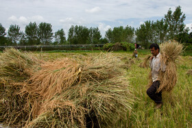اکنون از سومین بارش باران گذشته با تمام خسارات و کاهشی که در تولید بوده کشاورز می گوید: با توجه کاهش برنج مرغوب تصمیم دارم از زمین خود «شاه بج» بگیرم. «شاه بج» اصطلاح گیلکی معادل راتون است، به این معنی که ساقه های برنج باید طوری بریده شوند که بتوانند دوبار جوانه بزنند و به این ترتیب محصول بدهد و تا حدی خسارت ناشی از برنج را جبران کند.