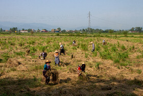 روزهای پر رنج برداشت برنج در گیلان