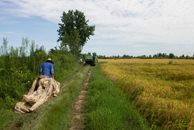 کمباین به خاطر گیر کردن در گل آسیب دیده و تعمییر آن وقت می گیرد، اما کار زمین به خاطر نبود وقت زیادی برای برداشت محصول، باید هرچه سریع تر به پایان برسد.