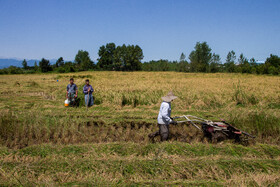دستگاه ساقه بر که روی تیلر نصب می شود کار را سریع تر پیش می برد البته این فقط برای زمین هایی صادق است که ساقه برنج رشد کافی کرده و در برابر باران خم نشده است.