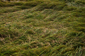 برداشت محصول شالیزار های ورس شده بسیار سخت تر است، مخصوصا تا زمانی که برداشت انجام نشود نمی توان گفت چند در صد از برنج از بین رفته یا قابل استفاده باشد. علاوه بر این که برنجی که ازین خوشه ها بدست می آید کیفیت مرغوب ندارد.