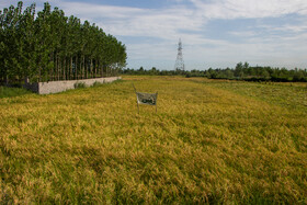 بسیاری از مالکین اراضی، زمین های خود را به کشاورزان دیگری که توان کار روی زمین دارند اجاره می دهند. در حالی که برخی مالکین زمین های خود را برای فروش گذاشته اند تولید برنج در صورت حمایت های کافی و شرایط مساعد می تواند برای کشاورز بسیار پر سود و درآمد زا باشد. بسیاری از روستاییان زندگی خود را از این فعالیت می گذرانند.