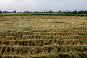 برداشت برنج از شالیزارهای شهرستان سرباز آغاز شد 