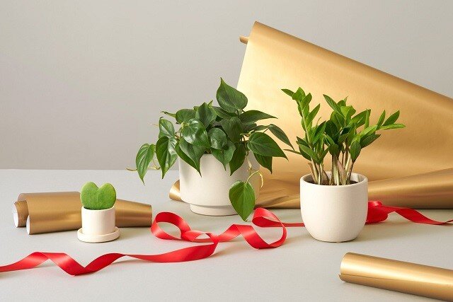 بهترین گزینه برای هدیه دادن