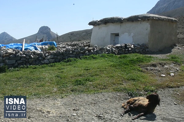 ویدئو / ایلی که طولانی‌ترین مسیر کوچ جهان را طی می‌کند