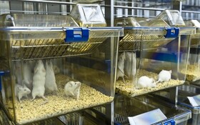 اولین حیوانخانه استاندارد کشور راه‌اندازی می‌شود/ساخت کیت خرچنگ